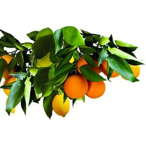 Jobe's 1612 Fruit & Citrus Tree Spikes, 15 Spikes, Brown - Image 7