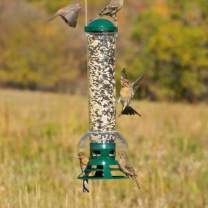 Perky-Pet 5141-2 Squirrel Slammer Wild Bird Feeder , Green - Image 5