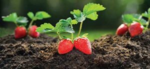 FoxFarm Happy Frog Soil Conditioner 1.5 ft - Image 4