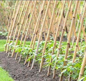 FoxFarm Happy Frog Soil Conditioner 1.5 ft - Image 6
