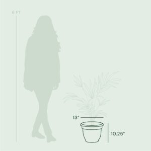 Bloem Ariana 10.25 in. H X 13 in. W Resin Traditional Planter Black - Image 4