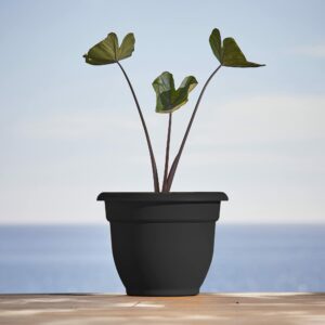 Bloem Ariana 10.25 in. H X 13 in. W Resin Traditional Planter Black - Image 5