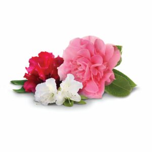 Jobe's Spikes Azaleas, Camelias & Rhododendrons Root Feeder 16 oz - Image 5